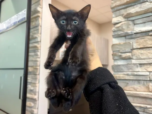 Boop Boop