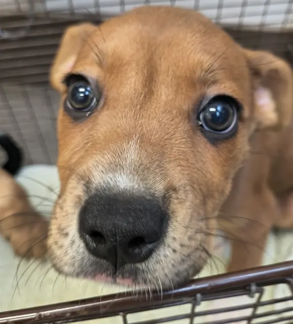 Adoptable Dog