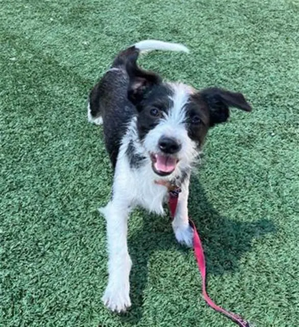 Adoptable Dog