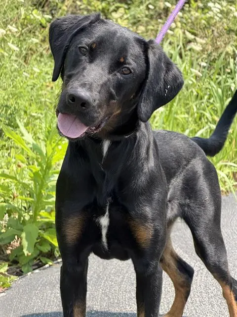 Romeo