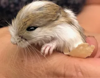Kerbil