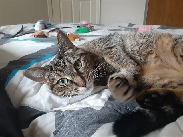 Luckette