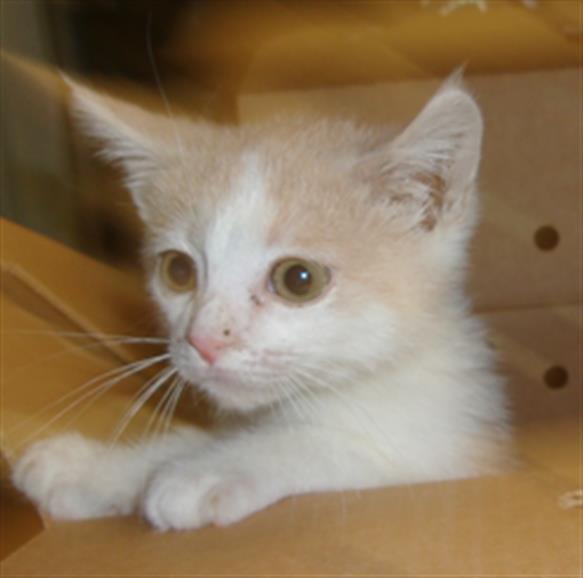 Adoptable Cat