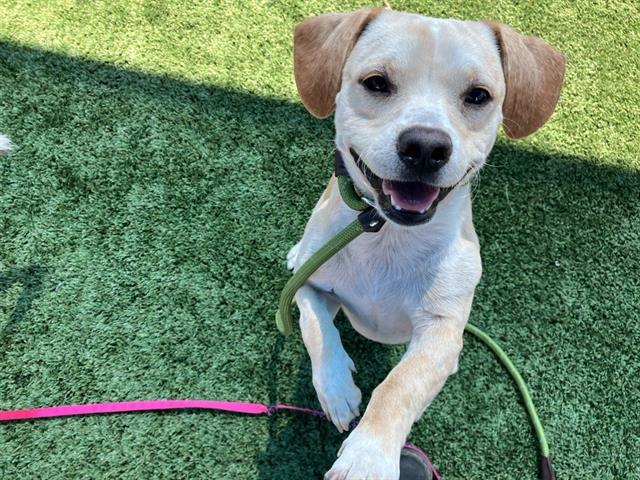 Adoptable Dog