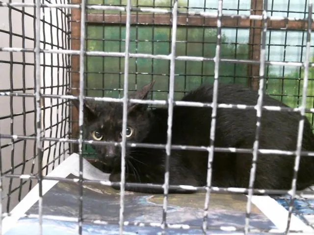 Adoptable Cat
