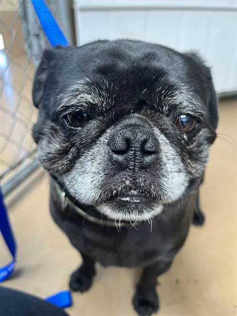 Brutus