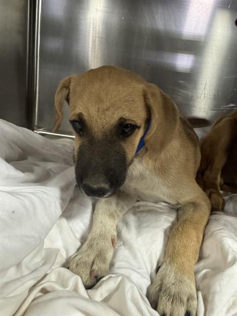 Puppy 3