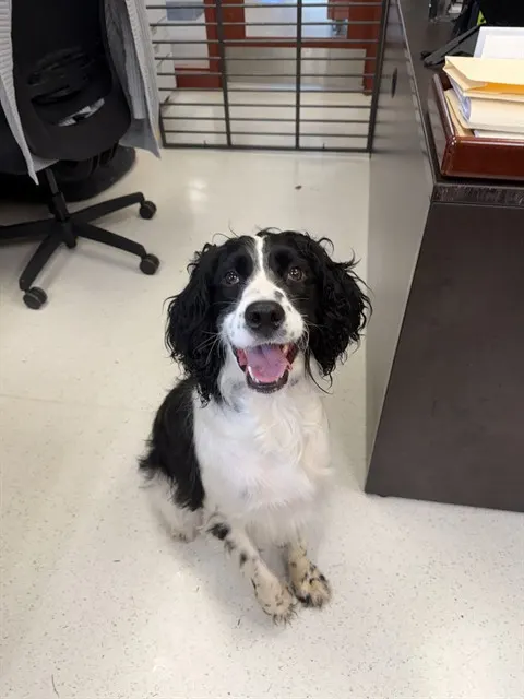 Cooper