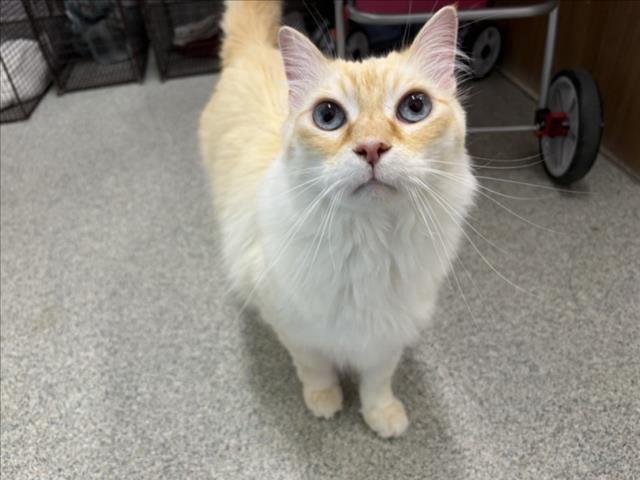Simba