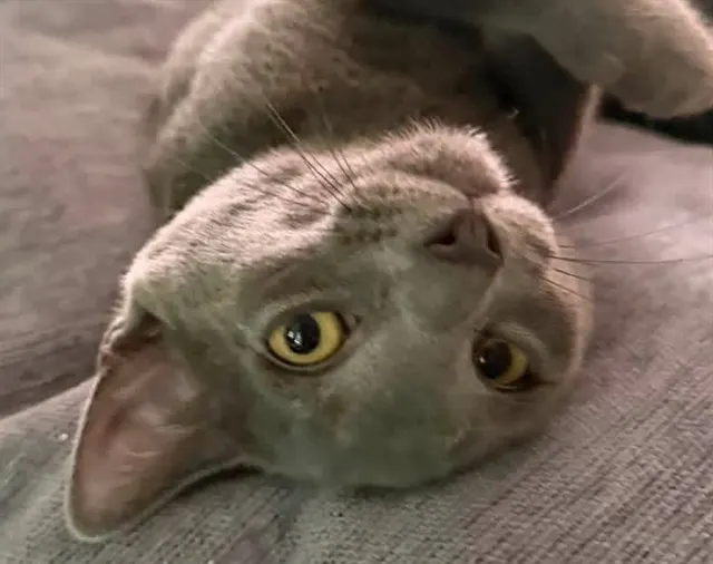 Alex