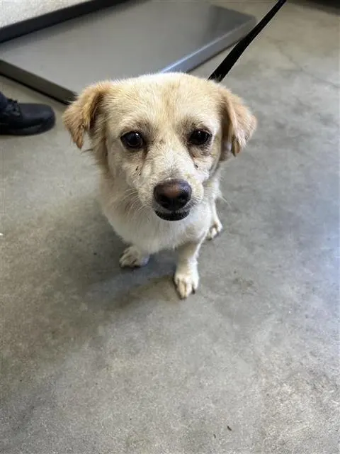 Adoptable Dog