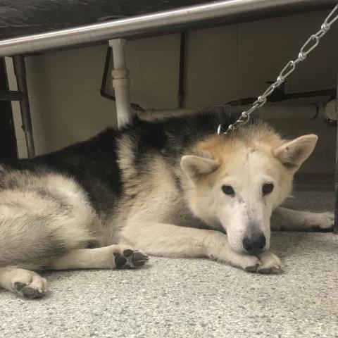 Adoptable Dog