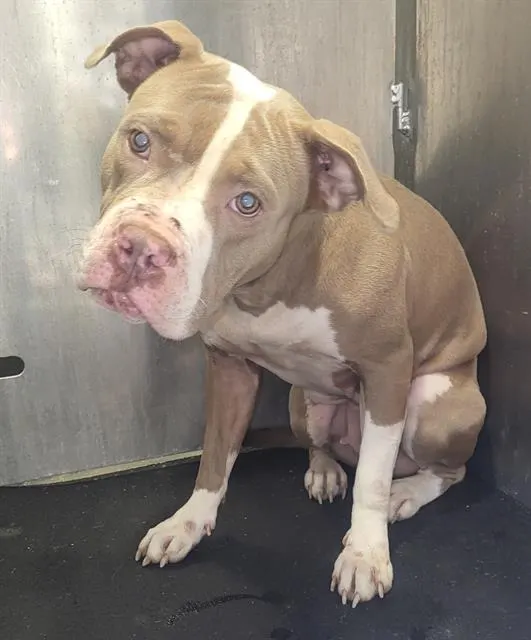 Adoptable Dog