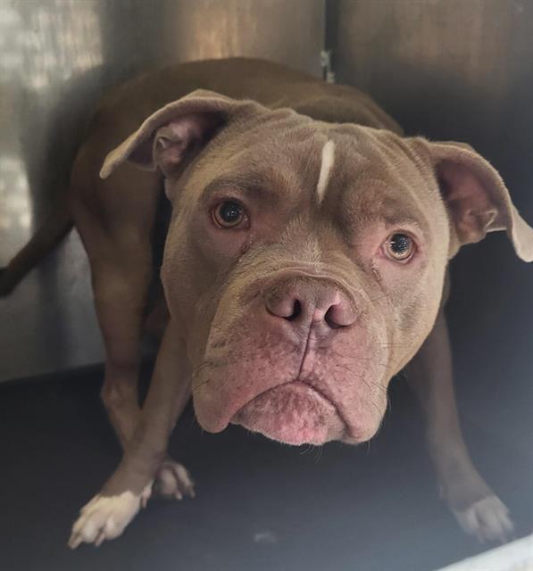 Adoptable Dog