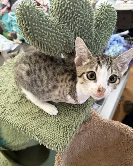 Percy