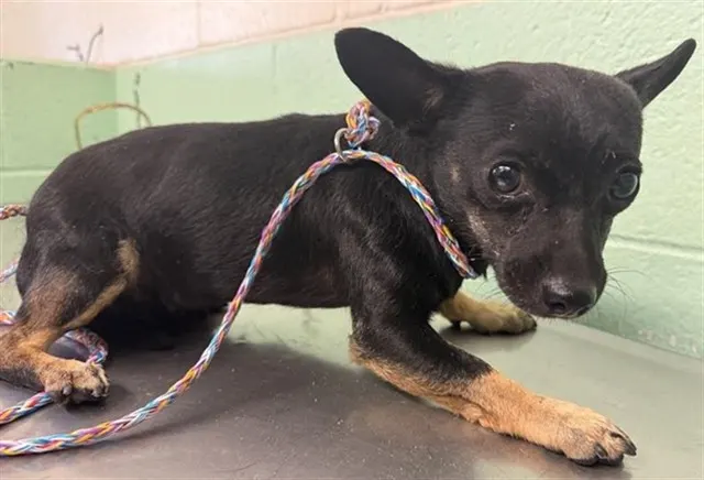Adoptable Dog