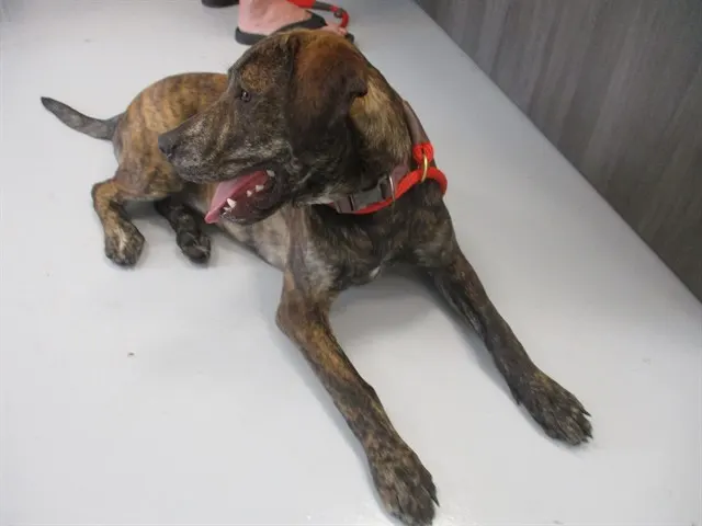 Adoptable Dog