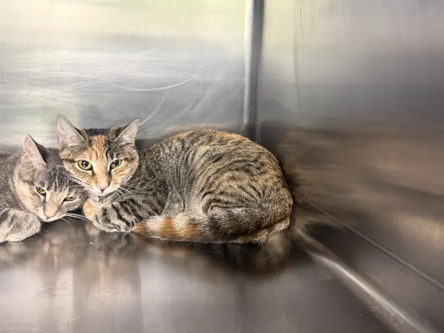 Sophie
