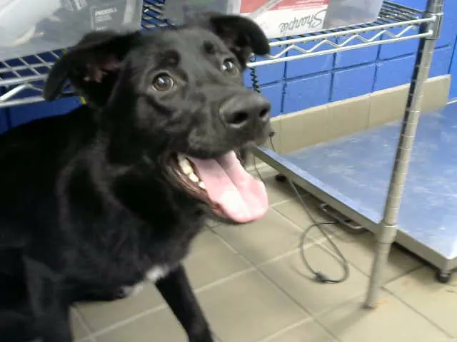 Koda