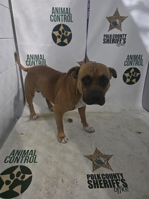 Adoptable Dog