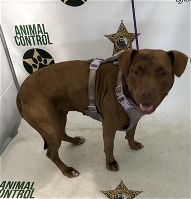 Adoptable Dog
