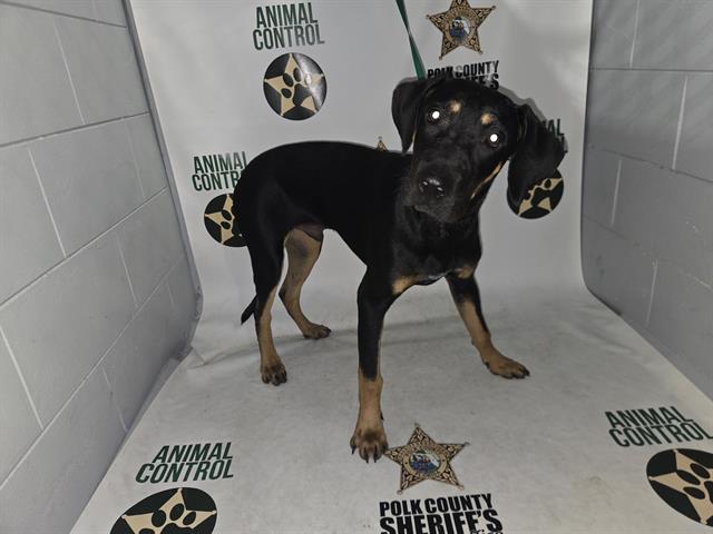 Adoptable Dog