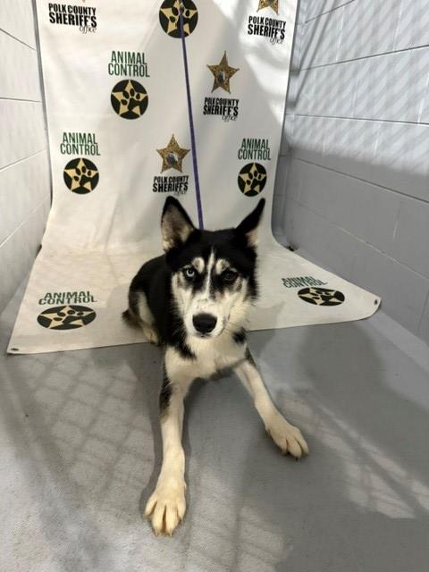 Adoptable Dog
