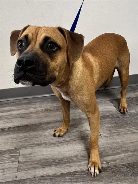 Adoptable Dog