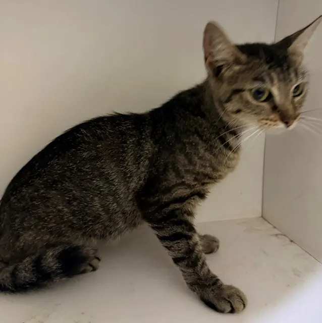 Adoptable Cat