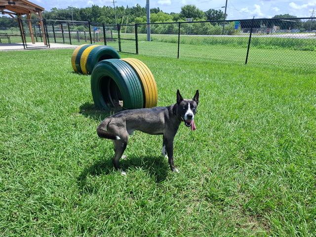 Adoptable Dog