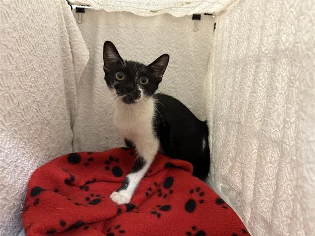 Adoptable Cat