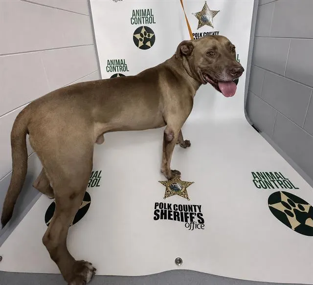 Adoptable Dog
