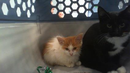 Adoptable Cat