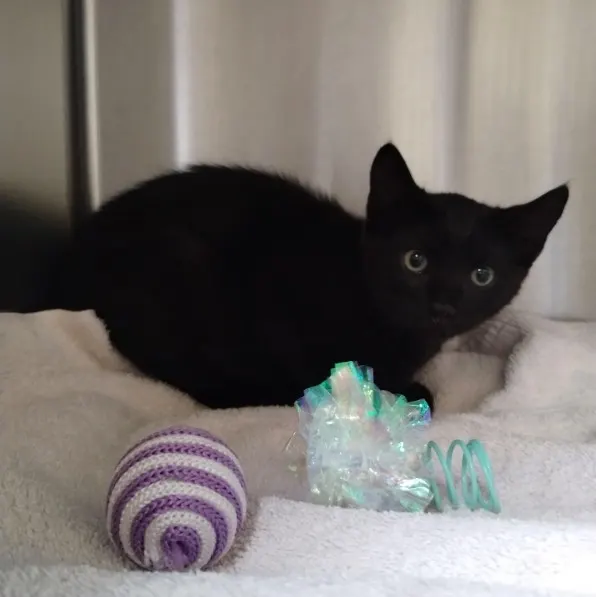 Adoptable Cat