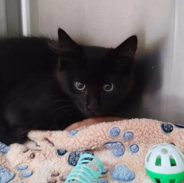 Adoptable Cat
