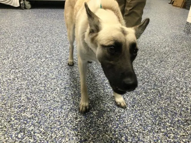 Adoptable Dog