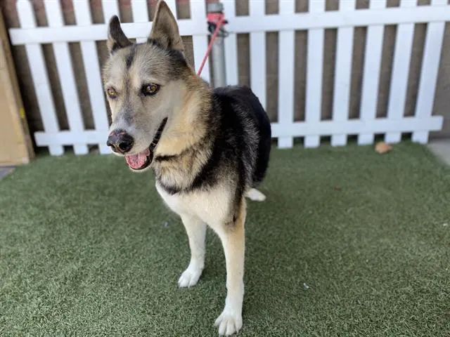 Adoptable Dog