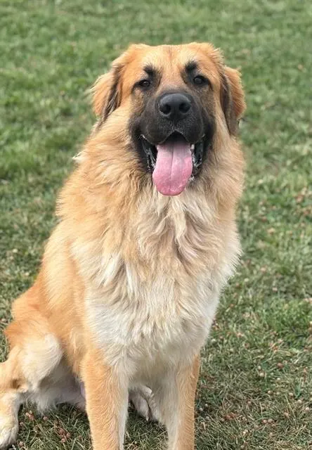 Simba