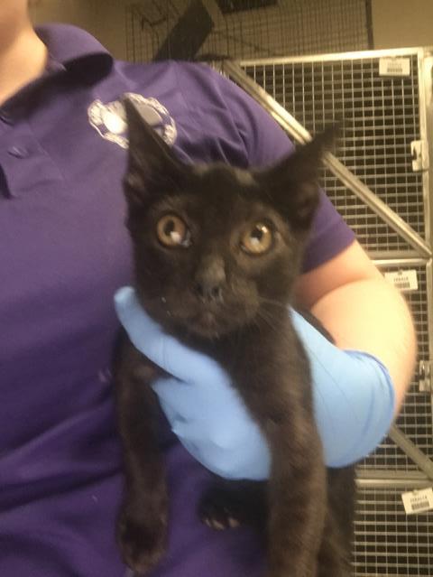 Adoptable Cat