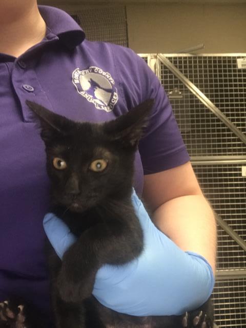 Adoptable Cat