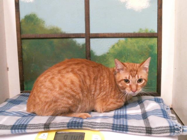 Tom
