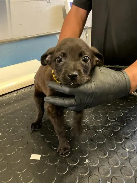 Adoptable Dog
