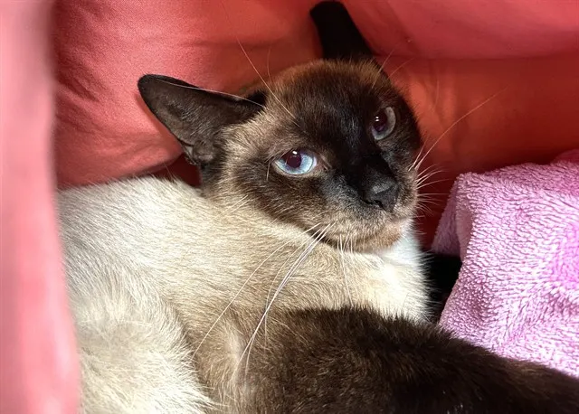 Coco
