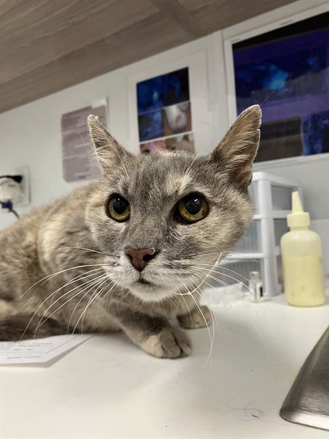 Adoptable Cat