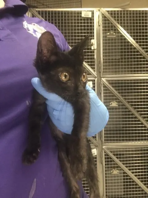 Adoptable Cat