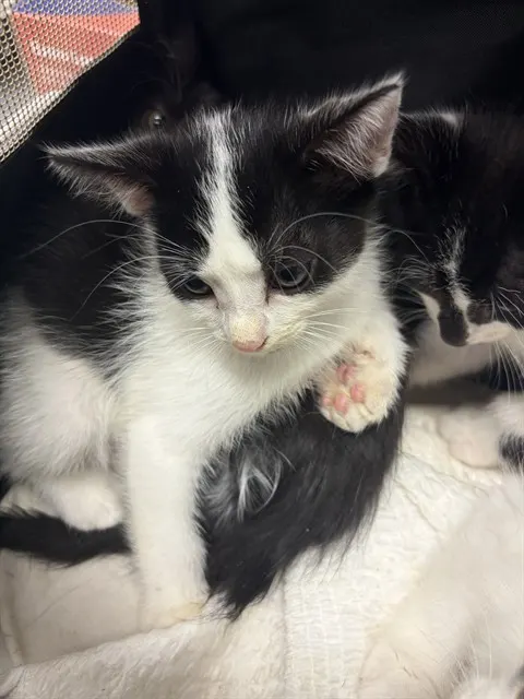 Adoptable Cat
