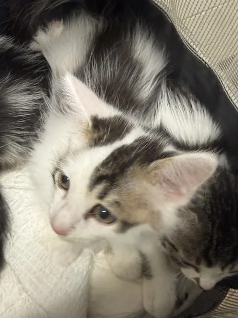 Adoptable Cat