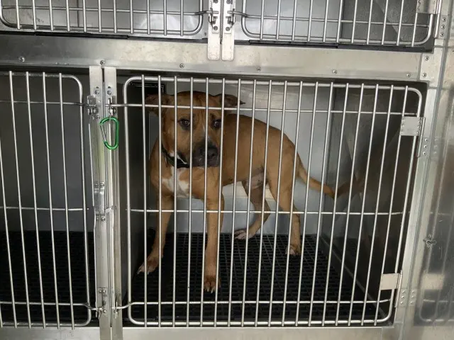 Adoptable Dog