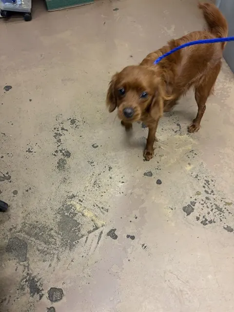 Adoptable Dog