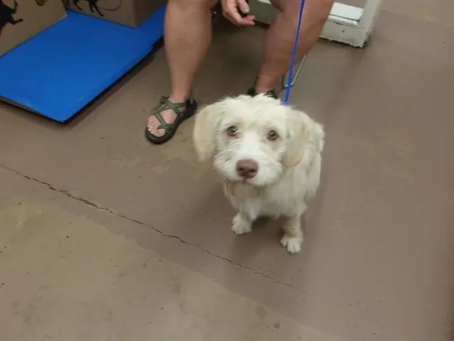 Adoptable Dog